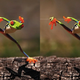 Image for article titled Those Adorable Animal Pics May Be Fake—and Cruel